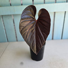 Load image into Gallery viewer, #G21 Anthurium Moodeanum / Red Beauty