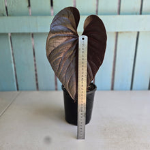 Load image into Gallery viewer, #G21 Anthurium Moodeanum / Red Beauty