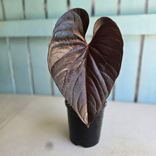 Load image into Gallery viewer, #G21 Anthurium Moodeanum / Red Beauty
