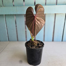 Load image into Gallery viewer, #G21 Anthurium Moodeanum / Red Beauty