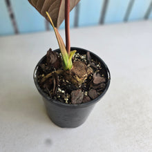 Load image into Gallery viewer, #G21 Anthurium Moodeanum / Red Beauty