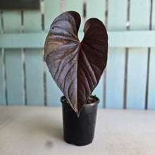 Load image into Gallery viewer, #G21 Anthurium Moodeanum / Red Beauty