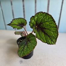 Load image into Gallery viewer, #R32 Begonia Unknown