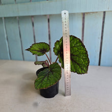 Load image into Gallery viewer, #R32 Begonia Unknown