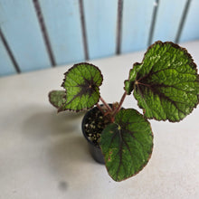Load image into Gallery viewer, #R32 Begonia Unknown