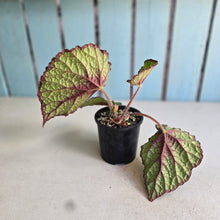 Load image into Gallery viewer, #R32 Begonia Unknown