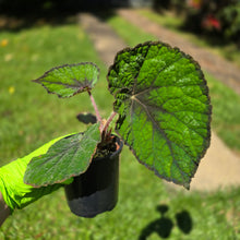 Load image into Gallery viewer, #R32 Begonia Unknown