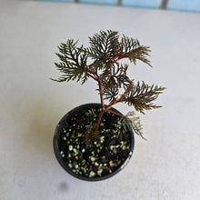 Load image into Gallery viewer, #R91 Begonia Bipinnatifida