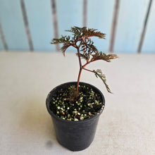 Load image into Gallery viewer, #R91 Begonia Bipinnatifida