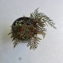 Load image into Gallery viewer, #R91 Begonia Bipinnatifida