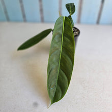 Load image into Gallery viewer, #R46 Philodendron Patriciae