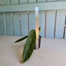 Load image into Gallery viewer, #R46 Philodendron Patriciae