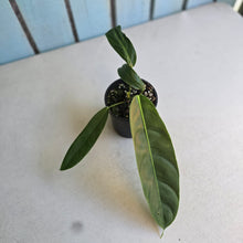 Load image into Gallery viewer, #R46 Philodendron Patriciae