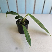 Load image into Gallery viewer, #R46 Philodendron Patriciae