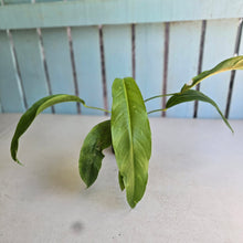 Load image into Gallery viewer, #RA11 Anthurium Spectabile