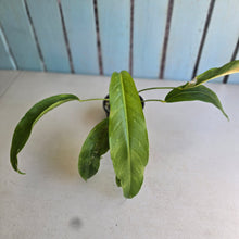 Load image into Gallery viewer, #RA11 Anthurium Spectabile