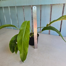 Load image into Gallery viewer, #RA11 Anthurium Spectabile