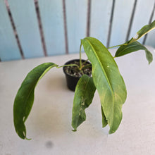 Load image into Gallery viewer, #RA11 Anthurium Spectabile