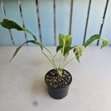 Load image into Gallery viewer, #RA11 Anthurium Spectabile