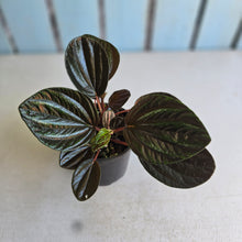 Load image into Gallery viewer, #R90 Peperomia Rugosa Ecuador