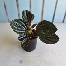 Load image into Gallery viewer, #R90 Peperomia Rugosa Ecuador