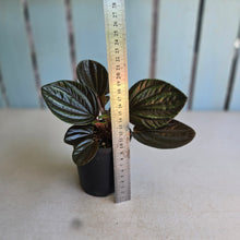 Load image into Gallery viewer, #R90 Peperomia Rugosa Ecuador