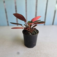 Load image into Gallery viewer, #R90 Peperomia Rugosa Ecuador
