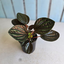 Load image into Gallery viewer, #R90 Peperomia Rugosa Ecuador