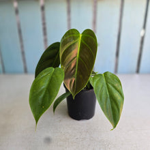 Load image into Gallery viewer, #R485 Philodendron Esmeraldense