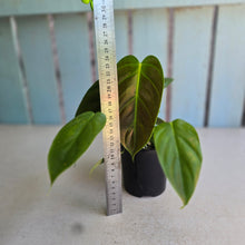 Load image into Gallery viewer, #R485 Philodendron Esmeraldense