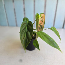 Load image into Gallery viewer, #R485 Philodendron Esmeraldense
