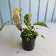 Load image into Gallery viewer, #R485 Philodendron Esmeraldense