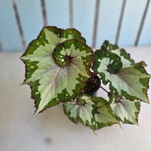 Load image into Gallery viewer, #RD15 Begonia Unknown
