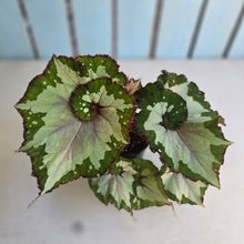 Load image into Gallery viewer, #RD15 Begonia Unknown