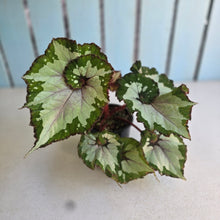Load image into Gallery viewer, #RD15 Begonia Unknown