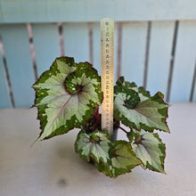 Load image into Gallery viewer, #RD15 Begonia Unknown