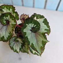 Load image into Gallery viewer, #RD15 Begonia Unknown