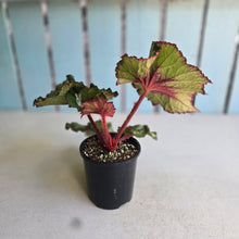Load image into Gallery viewer, #RD15 Begonia Unknown