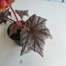 Load image into Gallery viewer, #RB24 Begonia Unknown