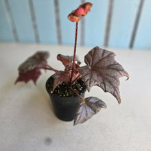 Load image into Gallery viewer, #RB24 Begonia Unknown