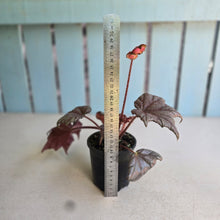 Load image into Gallery viewer, #RB24 Begonia Unknown