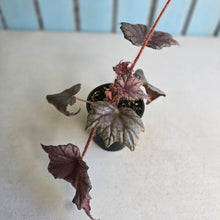 Load image into Gallery viewer, #RB24 Begonia Unknown