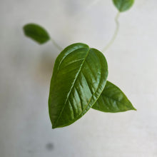 Load image into Gallery viewer, #RA19 Anthurium Furcatum