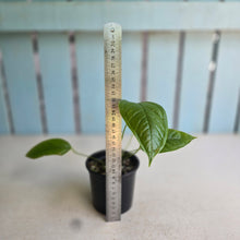 Load image into Gallery viewer, #RA19 Anthurium Furcatum
