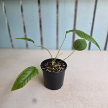 Load image into Gallery viewer, #RA19 Anthurium Furcatum