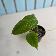 Load image into Gallery viewer, #RA19 Anthurium Furcatum