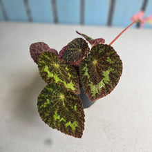 Load image into Gallery viewer, #D64 Begonia Sizemoreae