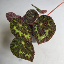 Load image into Gallery viewer, #D64 Begonia Sizemoreae
