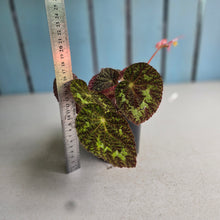 Load image into Gallery viewer, #D64 Begonia Sizemoreae