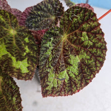 Load image into Gallery viewer, #D64 Begonia Sizemoreae